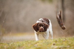 Welpenaufzucht und Frühprägung speziell für Jagdhunde