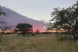 Zwischen Farmen u. Communal Conservancies - Chancen u. Risiken der selektiven Jagd in Namibia,online
