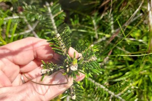 Wildschadens-Seminar
