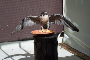 SKN Wildtierpflege 2026