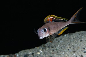Damit Fische sich im Aquarium wohlfühlen