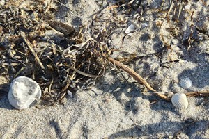 Systemisches Strandgut - FamThera am Meer für Berater:innen und Therapeut:innen