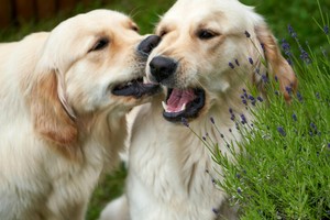 Junghundegruppe Anf. Sa 10h 2603